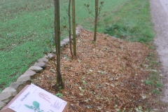 Création d'un Arboretum