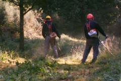 Débroussaillage par équipe
