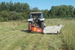 Fauche tardive