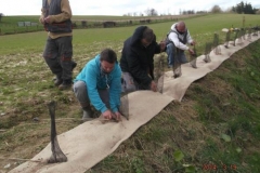 Plantation de haie
