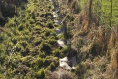 Plantation de marais
